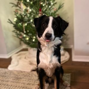 Meet your Posher, Jackson